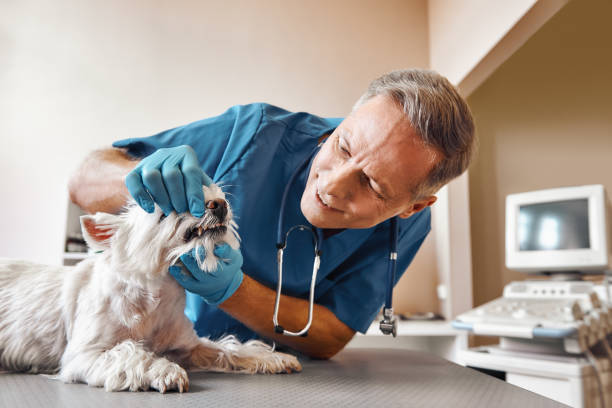 Best Broken or Chipped Tooth Repair in Natalia, TX